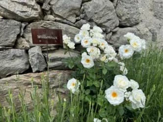 Apartments in Südtirol mit Grill und Garten buchen